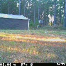36 70 Acre Pine Plantation on Swink Creek