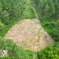 5 70 Acre Pine Plantation on Swink Creek