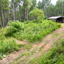 7 70 Acre Pine Plantation on Swink Creek