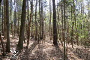 P1030719 11 Unrestricted Acres in Spartanburg County