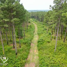 before 15 70 Acre Pine Plantation on Swink Creek
