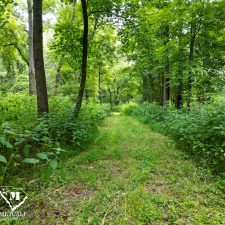 before 17 70 Acre Pine Plantation on Swink Creek