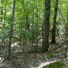 9 Acre Homesite in Union, SC