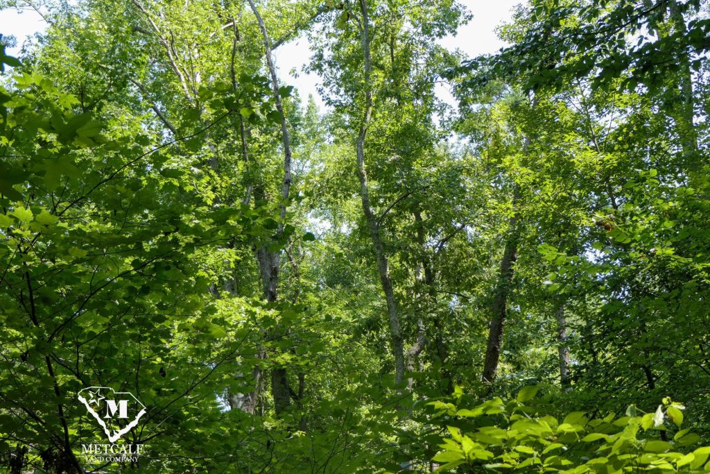 9 Acre Homesite in Union, SC