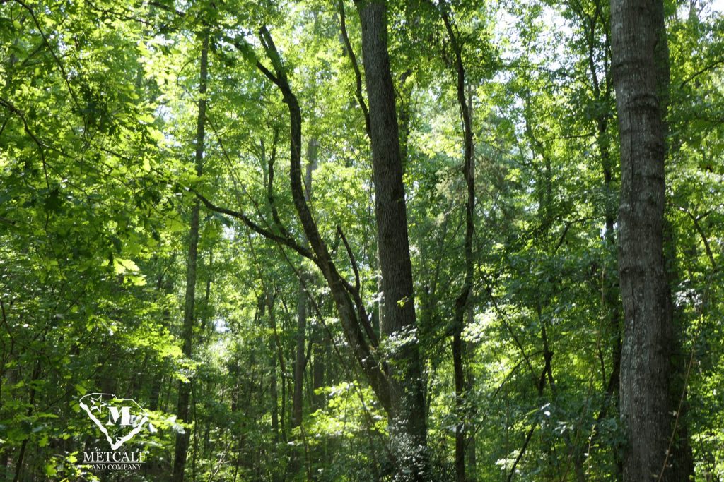 9 Acre Homesite in Union, SC
