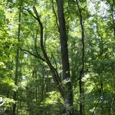 9 Acre Homesite in Union, SC