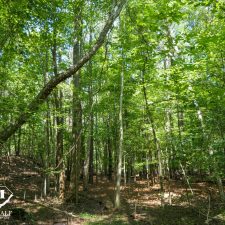 9 Acre Homesite in Union, SC