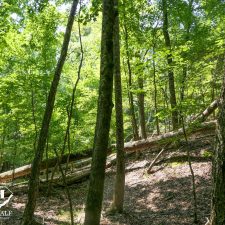 9 Acre Homesite in Union, SC
