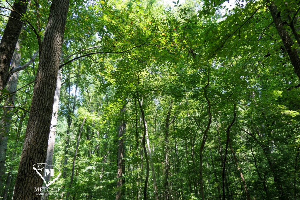 9 Acre Homesite in Union, SC