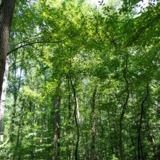 9 Acre Homesite in Union, SC