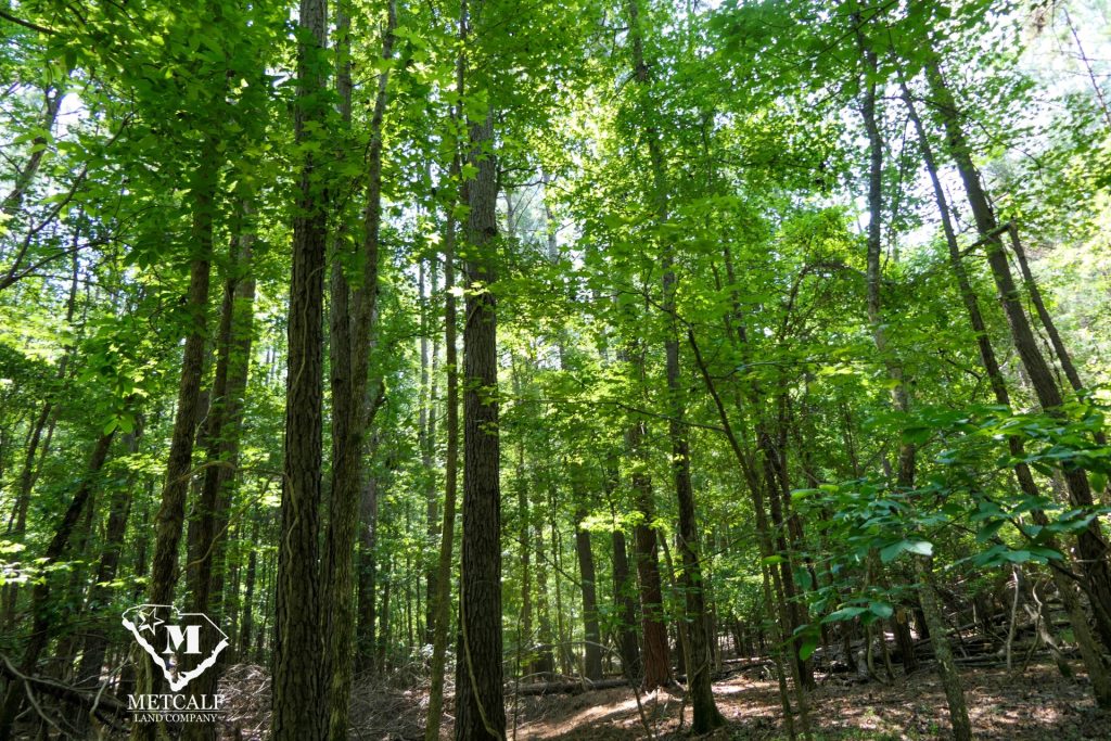 9 Acre Homesite in Union, SC