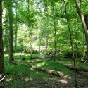 9 Acre Homesite in Union, SC