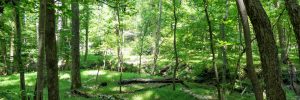 9 Acre Homesite in Union, SC