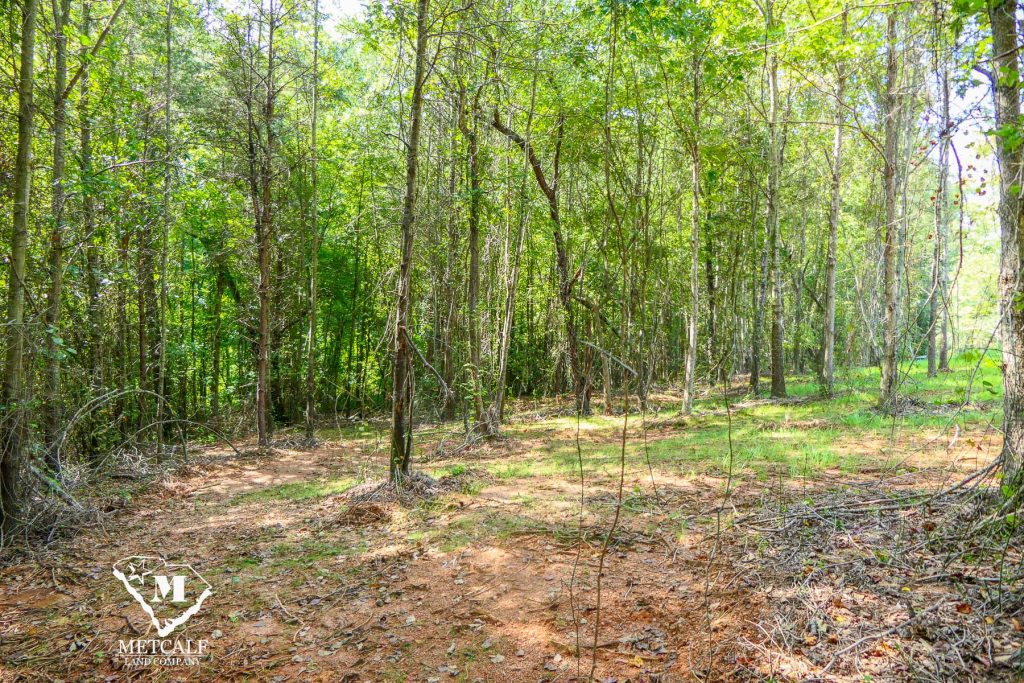 Lush wooded area showcasing a private 2.5-acre homesite in Campobello, ideal for nature lovers and potential development.