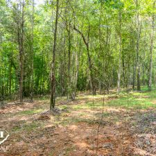 Lush wooded area showcasing a private 2.5-acre homesite in Campobello, ideal for nature lovers and potential development.