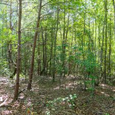 Lush wooded area showcasing a private 2.5-acre homesite in Campobello, ideal for nature lovers and potential development.