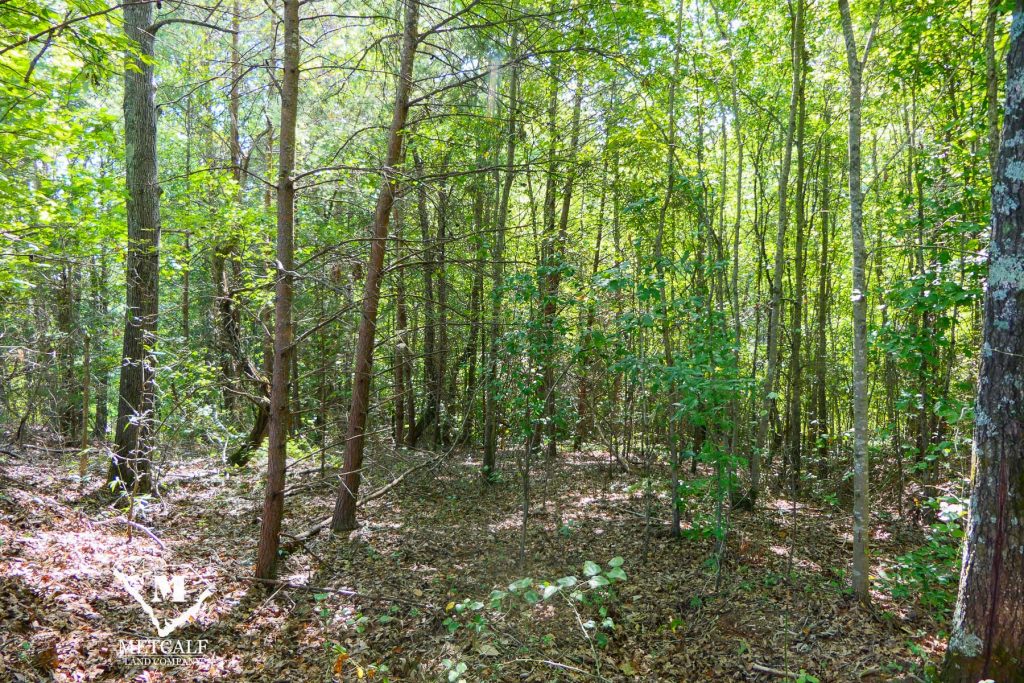 Lush wooded area showcasing a private 2.5-acre homesite in Campobello, surrounded by greenery and natural beauty.