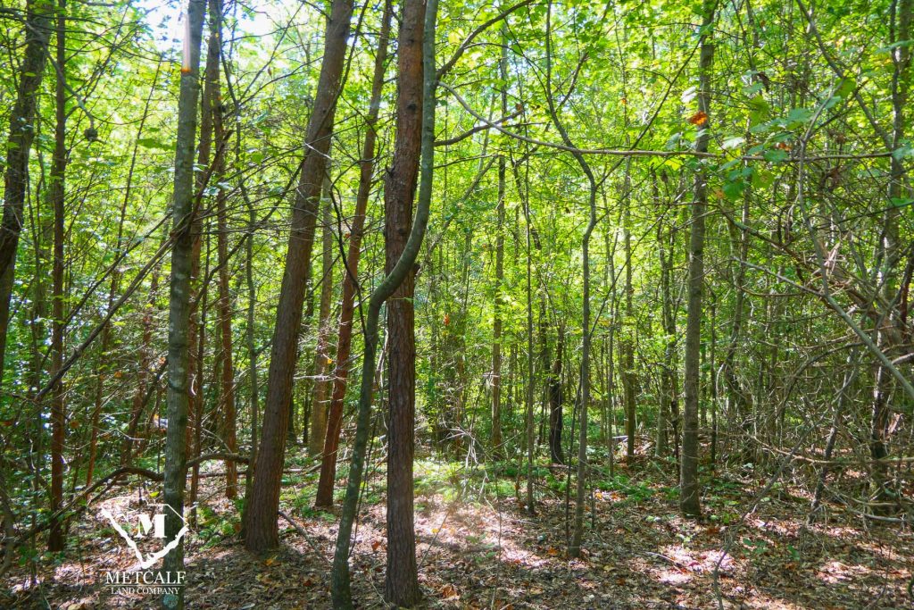 Lush green forest with tall trees and underbrush, showcasing a private 2.5-acre homesite in Campobello.