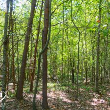 Lush wooded area showcasing a private 2.5-acre homesite in Campobello, ideal for nature lovers and potential development.