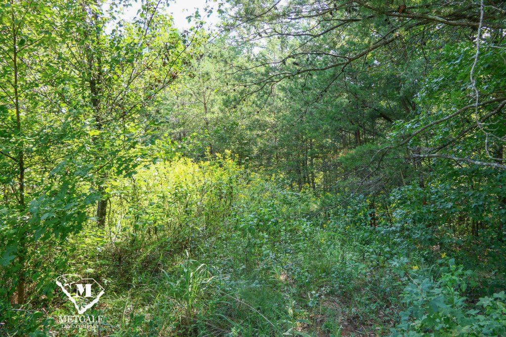 Lush greenery and trees on a private 2.5-acre homesite in Campobello, ideal for nature lovers and potential development.