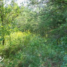 Lush greenery and trees on a 2.5-acre homesite in Campobello, ideal for private living and nature enthusiasts.