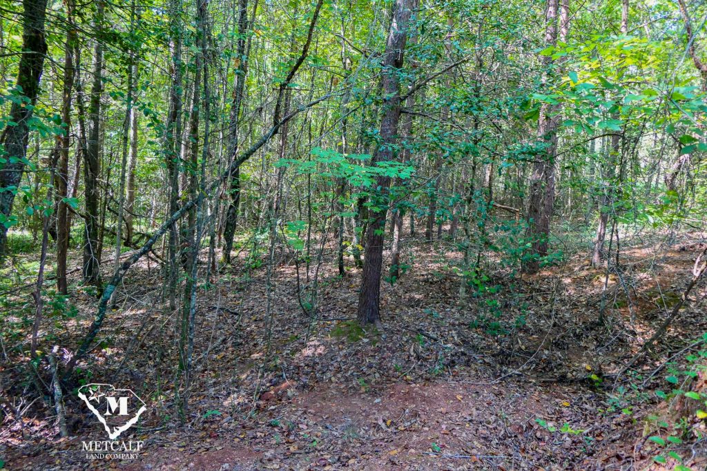 Lush wooded area showcasing a private 2.5-acre homesite in Campobello, ideal for nature lovers and potential development.