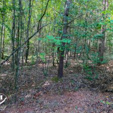 Lush wooded area showcasing a private 2.5-acre homesite in Campobello, ideal for nature lovers and potential development.