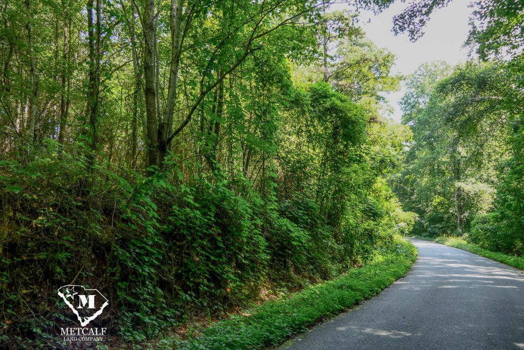 Lush greenery lines a winding road, showcasing the serene landscape of a private 2.5-acre homesite in Campobello.