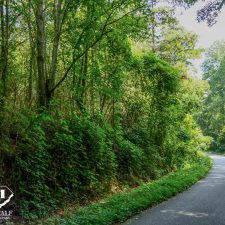 Lush greenery lines a winding road, showcasing the serene landscape of a private 2.5-acre homesite in Campobello.
